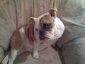 t�rskeres� - 