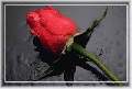 t�rskeres� - 