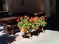 t�rskeres� - 