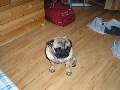 t�rskeres� - 