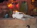 t�rskeres� - 
