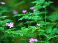 t�rskeres� - 