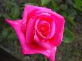 t�rskeres� - 