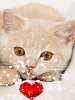 t�rskeres� - 