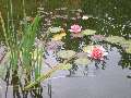 t�rskeres� - 