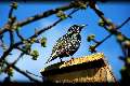 t�rskeres� - 