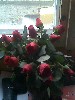 t�rskeres� - 