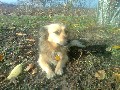 t�rskeres� - 