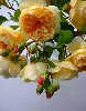 t�rskeres� - 
