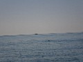 t�rskeres� - 